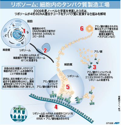 【図解】細胞内のタンパク質製造工場「リボソーム」