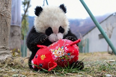 春節前にジャイアントパンダの赤ちゃんをお披露目、中国四川