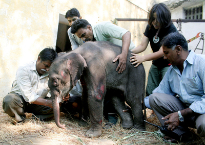 インドの動物園、75キロの赤ちゃんゾウ誕生