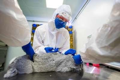 ロシア、「世界初」動物用コロナワクチンを認可