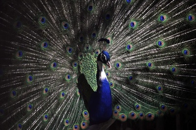 飾り羽の「目」で雌を魅了、クジャクの求愛行動