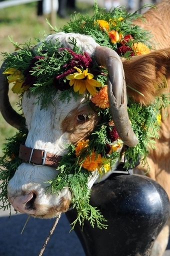 花で飾られた牛、ドイツで伝統の牛追い