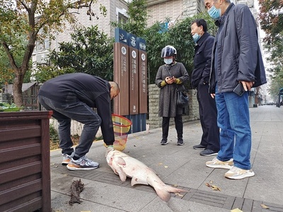 魚の胆を生で飲み込んだ中国人男性 2日間の救命治療で「命の危険」から脱却