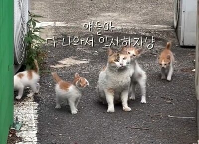 「悪い人じゃないからね」体調不良の子猫たちを救った誘導…韓国・野良猫が命の恩人に見せた深い絆