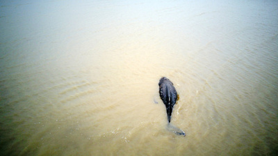 三たび「迷子」の子どものザトウクジラ、救助のかいなく死亡　中国・江蘇省