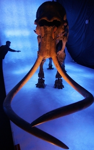 100万年前のマンモスの骨格化石を発見、セルビア