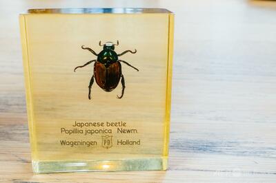 日本原産の侵略的外来種「ジャパニーズ・ビートル」、フランスで初確認