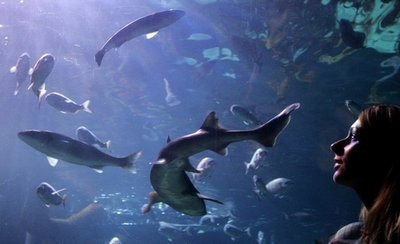 54万円相当の珍種のサメ盗まれる、英国