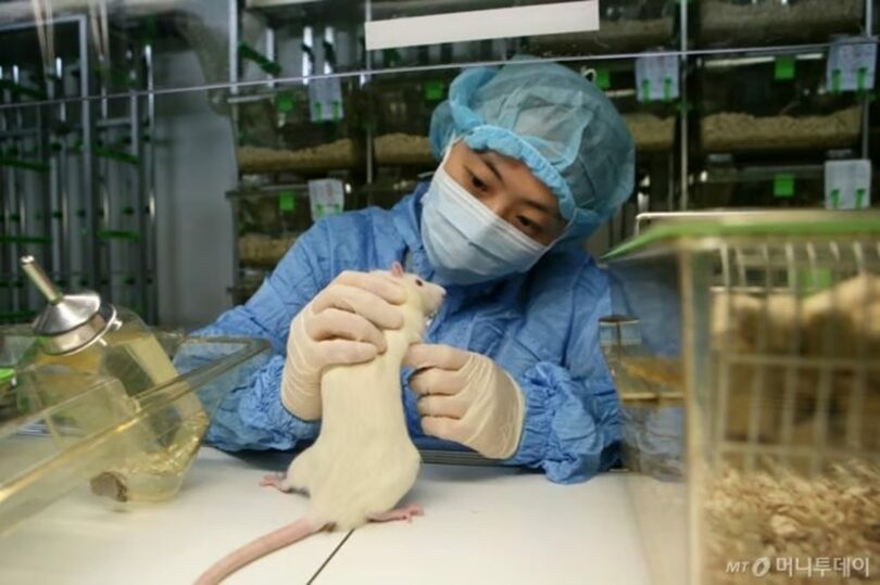 糖尿病研究に使われるマウスの状態を観察する研究員＝カトリック大学(c)MONEYTODAY