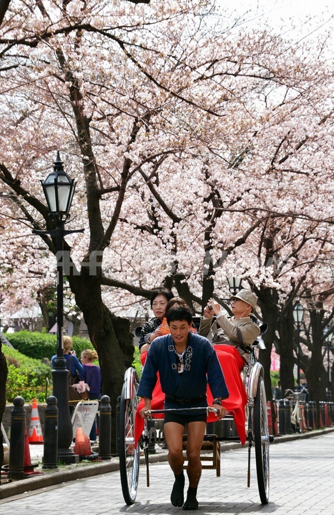 もうすぐ満開、東京都心の桜