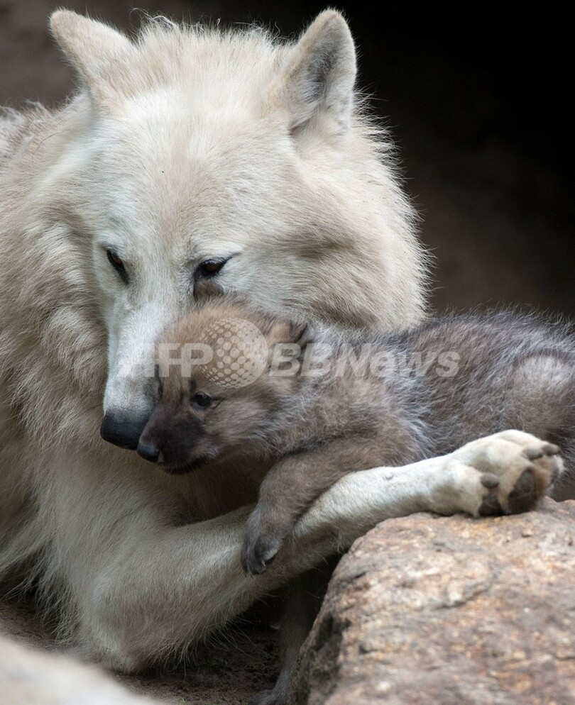ママ大好き 生後1か月の赤ちゃんオオカミ 写真7枚 国際ニュース Afpbb News