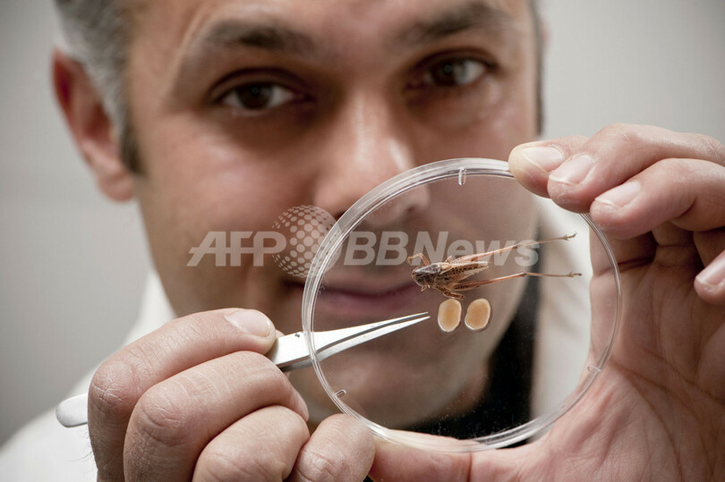 巨大な睾丸を持つキリギリス、進化理論の再考迫る