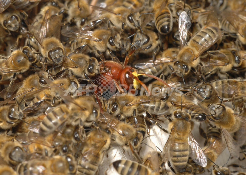 スズメバチ の 天敵