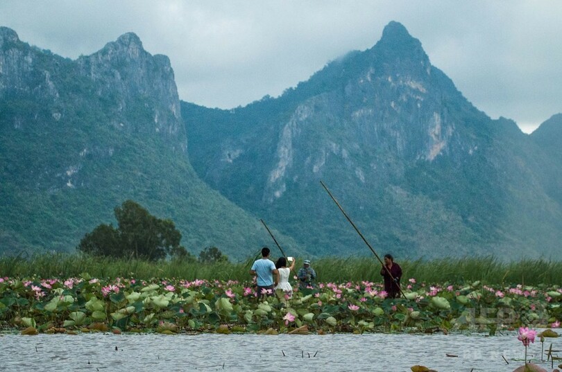 【AFP記者コラム】タイの湖から聖なる花、ハスの季節