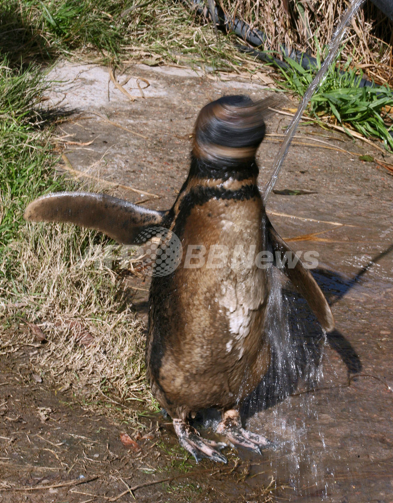 油まみれのペンギンにシャワー