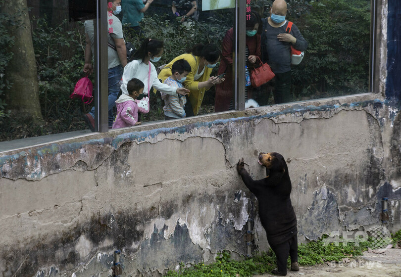 動物園のサーカスショーで クマ虐待 騒動 どこまでが虐待か とネットで論争 写真1枚 国際ニュース Afpbb News