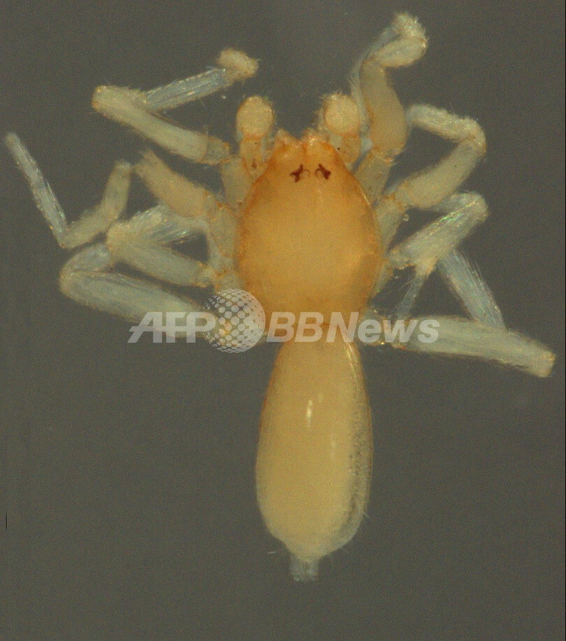 新種グモ発見、「アッテンボローのゴブリングモ」と命名