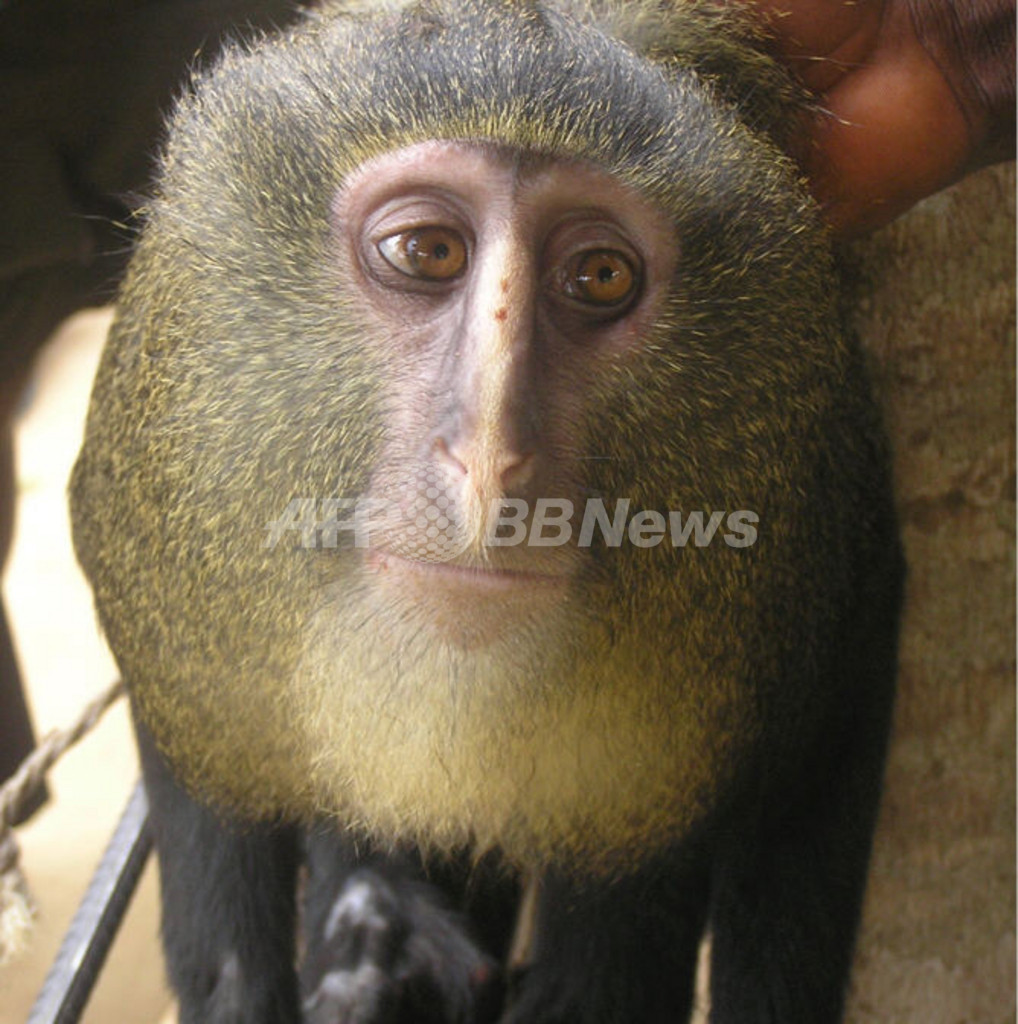 コンゴで新種のサル見つかる 現地名は レスラ 写真5枚 国際ニュース Afpbb News