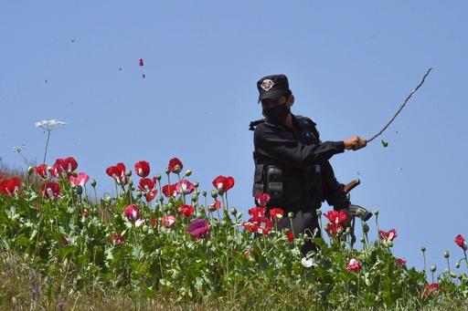 容赦なくばっさり ケシ畑を処分 パキスタン警察 写真8枚 国際