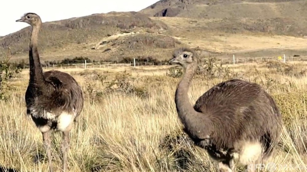 動画 ダチョウに似た レア 14羽を放鳥 チリ パタゴニア 写真1枚 国際ニュース Afpbb News