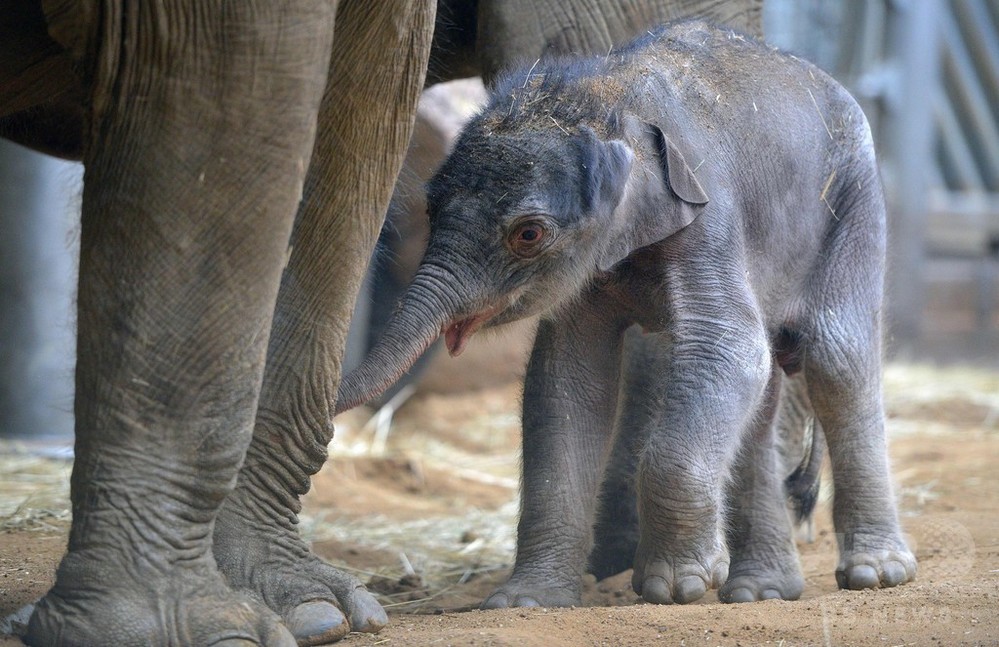 生まれたばかり 生後2日のゾウの赤ちゃん チェコ 写真12枚 国際ニュース Afpbb News