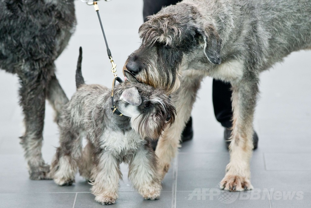 「美犬」が大集合、国際ドッグショーをPR ドイツ