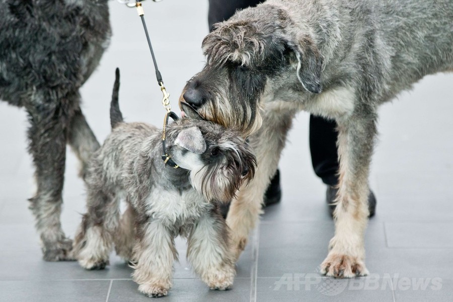 「美犬」が大集合、国際ドッグショーをPR ドイツ