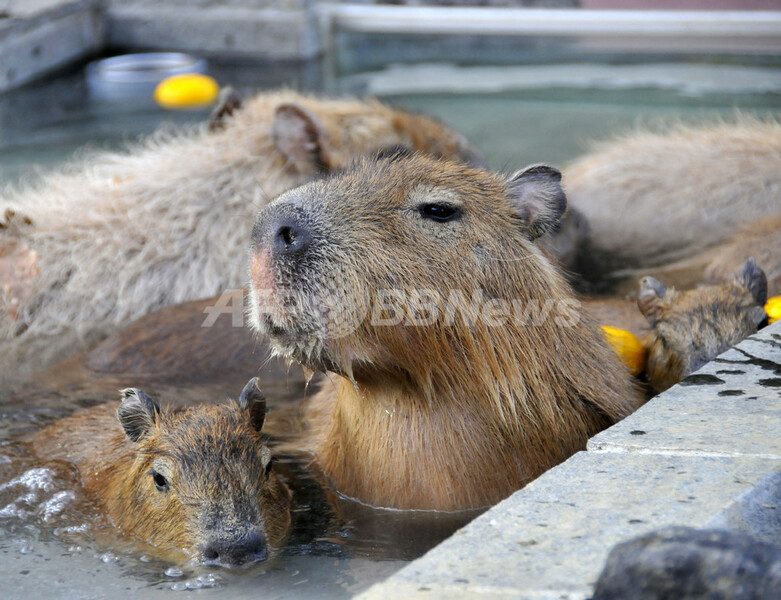 露天風呂でホットするカピバラの親子、埼玉県こども動物自然公園