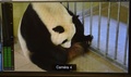 仏中部サンテニャンシュルシェールのボーバル動物園で出産直前のパンダ「歓歓」（2017年8月4日撮影）。(c)AFP/GUILLAUME SOUVANT