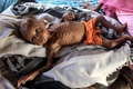 イエメン・ハッジャの国内避難民向けキャンプで生活する乳児（2021年12月21日撮影、資料写真）。(c)ESSA AHMED / AFP