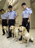 韓国・仁川国際空港（Incheon International Airport）の税関で捜査犬としてデビューしたクローン犬たち（2009年7月17日撮影）。(c)AFP/LEE HOON-KOO