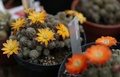 英キュー王立植物園で花を咲かせるサボテン（2016年5月9日撮影）。(c)AFP/DANIEL LEAL-OLIVAS