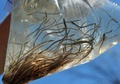 米ニューヨーク州ニューバーグで、プラスチック袋に入れられたウナギの稚魚（2013年5月1日撮影、資料写真）。(c)STAN HONDA / AFP