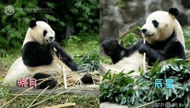 パンダの「辰星」と「暁月」がマレーシアで一般公開 写真1枚 国際