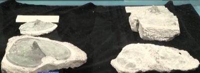 ヒトの中耳は魚のえらが進化したもの 中国科学院が初めて証明