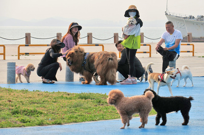 ペットを連れて旅行 中国の若者の新しいレジャースタイル