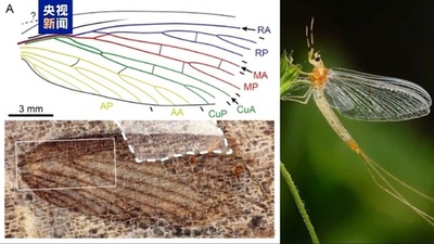 中国二畳紀初のアケボノスケバムシ目の昆虫化石 実地調査で発見