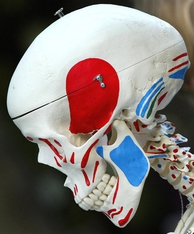 授業で使う骨格標本、本物の人骨だった！ニュージーランド