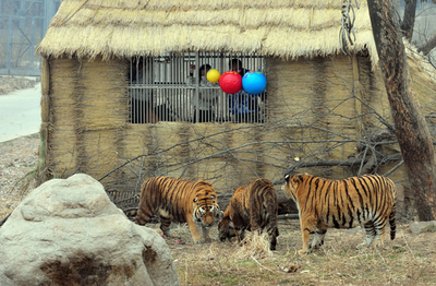 トラの群れの中で「度胸試し」生活、中国の若者3人