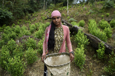 「他に手段はない」…麻薬組織のコカ農園で働くベネズエラ移民 コロンビア【再掲】