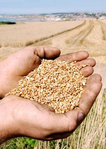 耐塩性の小麦を開発、食糧危機緩和に期待 豪大