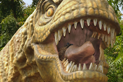 グジャラート・サイエンスシティーのハト、インド