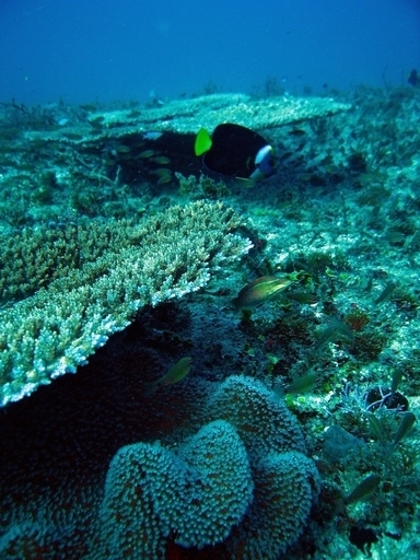 世界のサンゴ礁でバーチャルダイビング、グーグルが新サービス