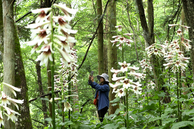 【写真特集】野生の花園、ヒマラヤウバユリの森を歩く