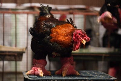 極太の脚がおいしさの証し ベトナム旧正月のごちそう「ドンタオ鶏」