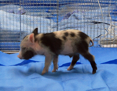 韓国科学者ら、人間への臓器移植に適したブタのクローンに成功