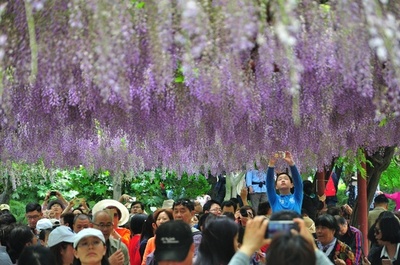 淡い紫のカーテン上海嘉定紫藤園でフジが満開