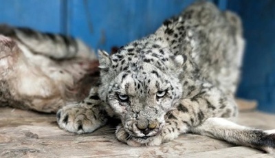 負傷したユキヒョウを救助、治療 真達郷で保護3回目 中国・四川省