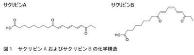 【名城大学】食用ラン藻スイゼンジノリ由来の紫外線吸収物質「サクリピン」がつくられる仕組みを解明