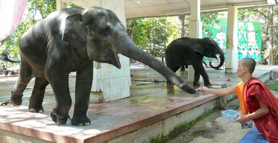 ヤンゴンから首都ネピドーへ、動物園を移転